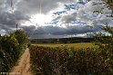 151000_Camino_0173